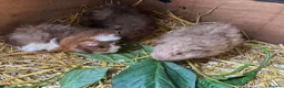 Guinea Pig rodents for sale: 🐹 Stunning Alpaca Guinea Pigs – 3 Male Brothers  - Advert 5