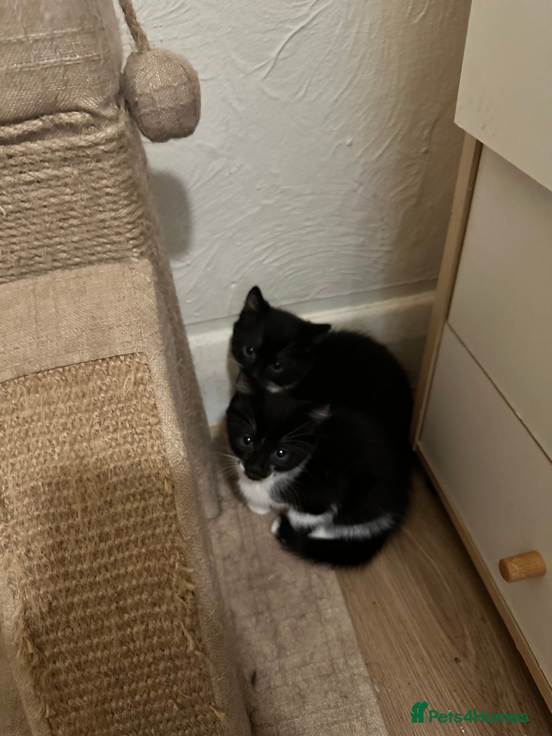 British Shorthair cats for sale: 💕✨ 4 Kittens ready for a new home 💕✨ kitten - Image 10