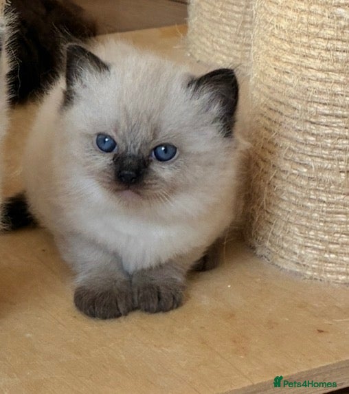 Ragdoll cats Gccf registered ragdolls - Advert 1