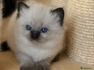 Ragdoll cats Gccf registered ragdolls - Advert 1