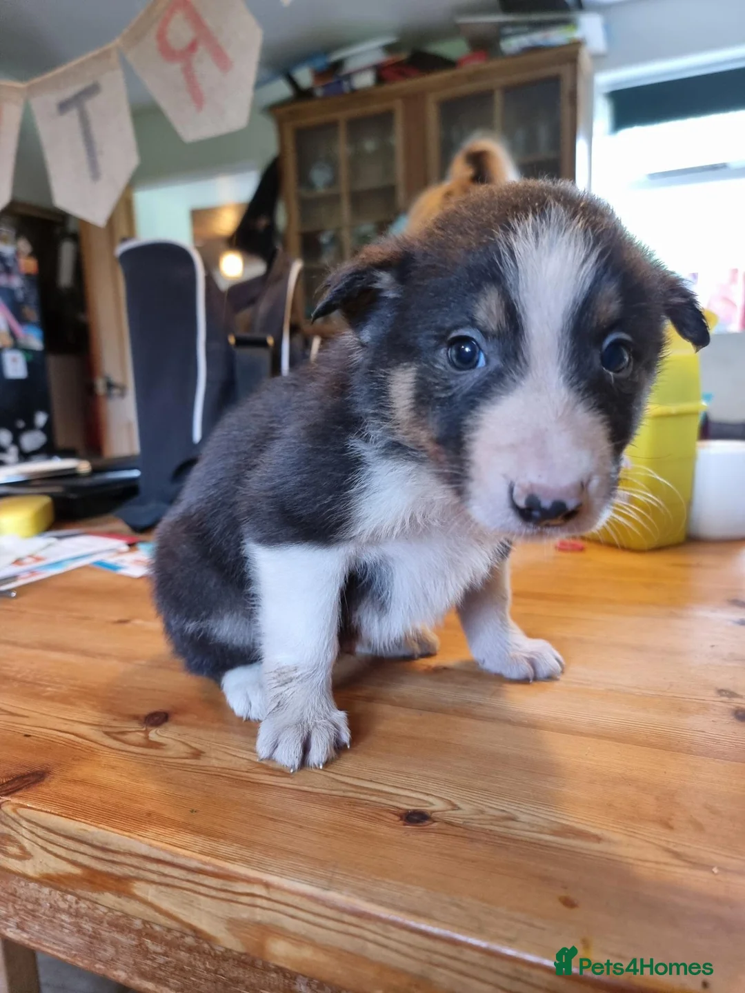 Border Collie dogs for sale: Beautiful Tri Coloured Collie Pups - Advert 2