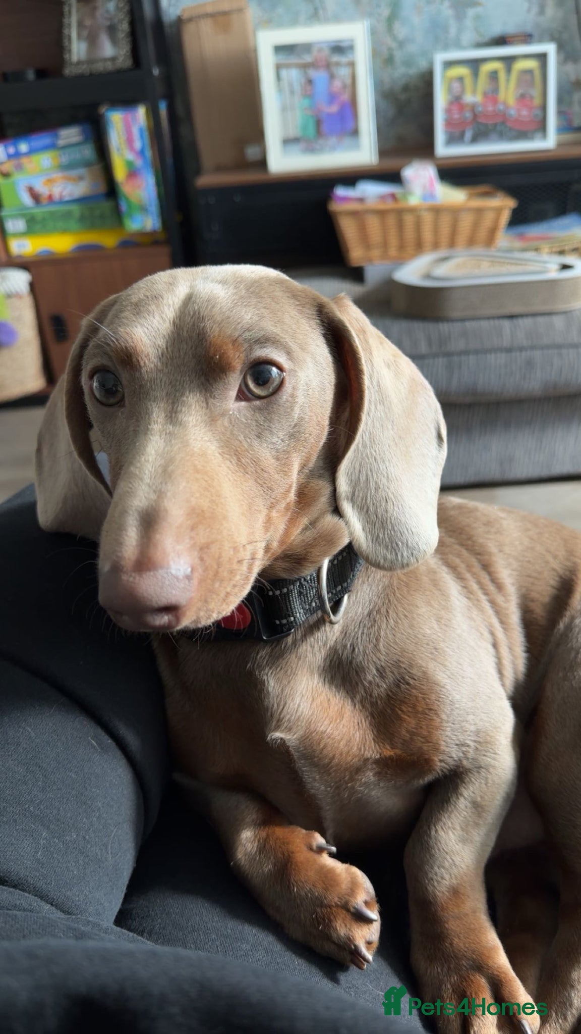 Miniature Dachshund dogs Wilbur  - Advert 3