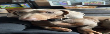 Miniature Dachshund Puppy 1