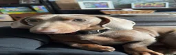 Miniature Dachshund dogs for sale: Wilbur  - Advert 1