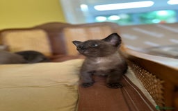 Burmese cats for sale: Happy Healthy GCCF Burmese Kittens in London - Image 6