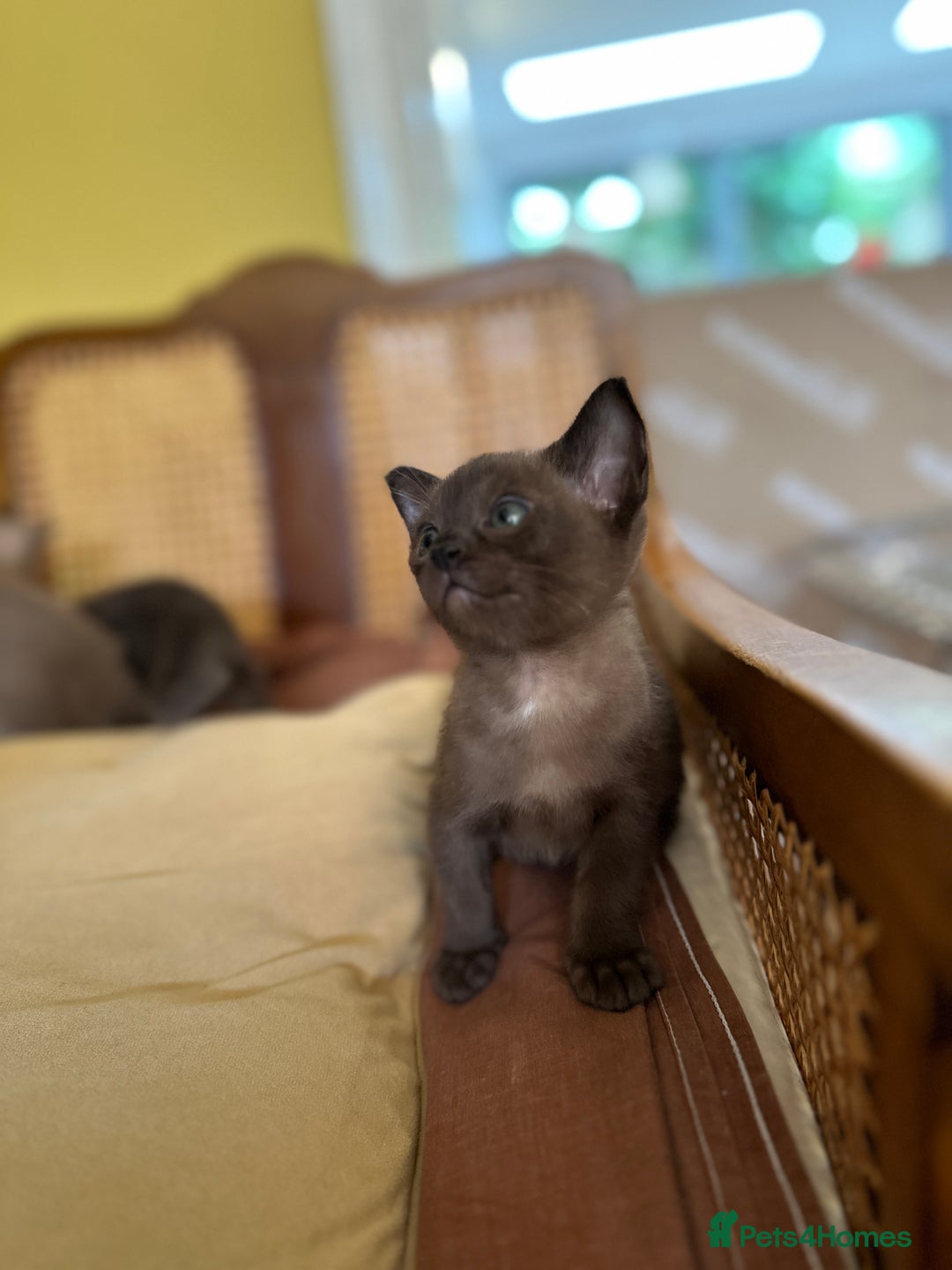Burmese cats for sale: Happy Healthy GCCF Burmese Kittens in London - Image 6