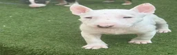 English Bull Terrier dogs for sale: English bull terrier puppies  - Advert 20