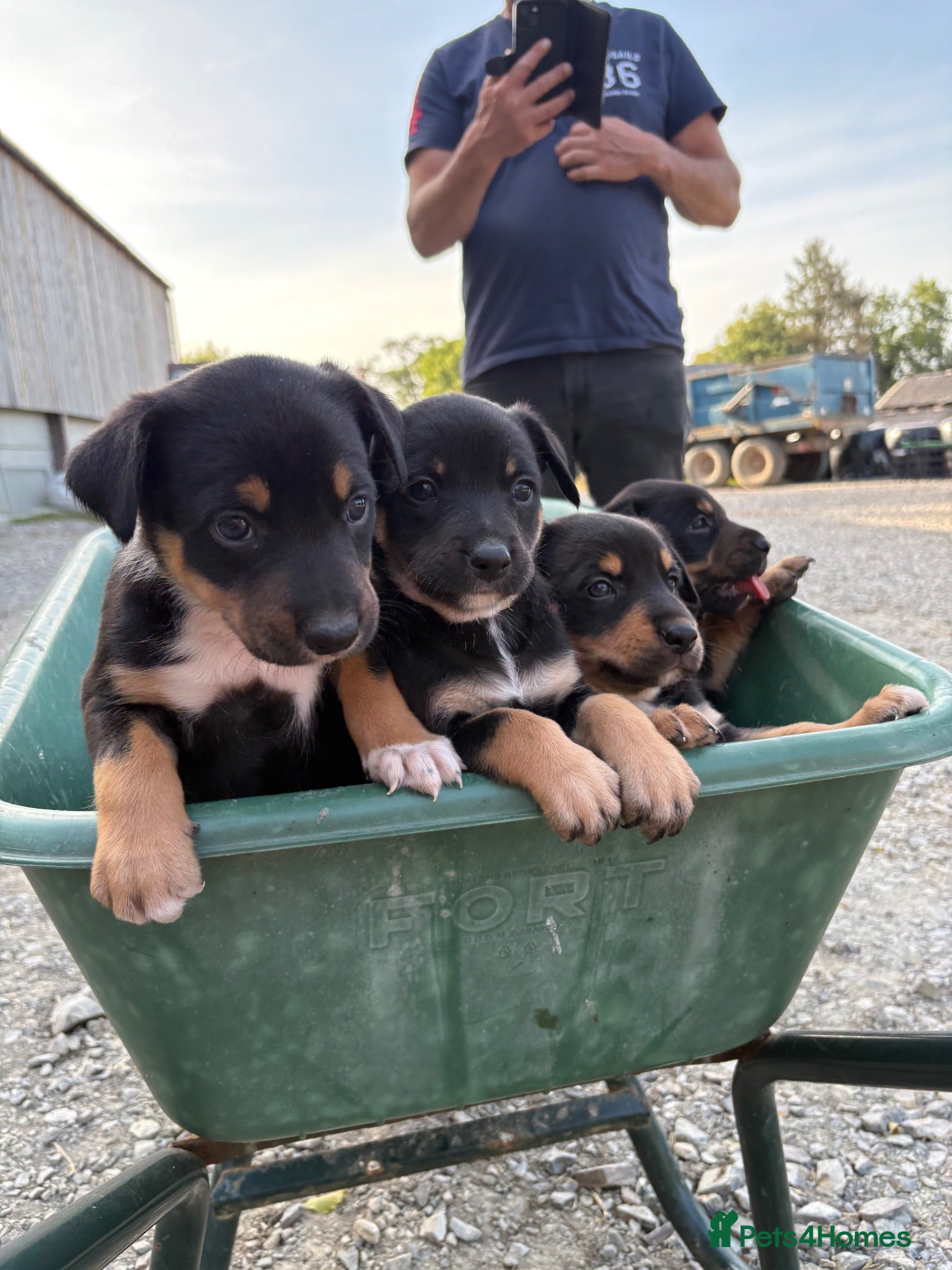 Australian Kelpie dogs Kelpie cross Collies - Advert 1