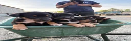 Australian Kelpie dogs for sale: Kelpie cross Collies in Launceston - Advert 4