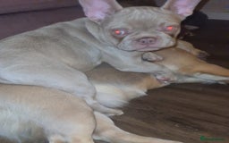 French Bulldog dogs for sale: Prada tiny Kc female new shade Isabella  - Image 12
