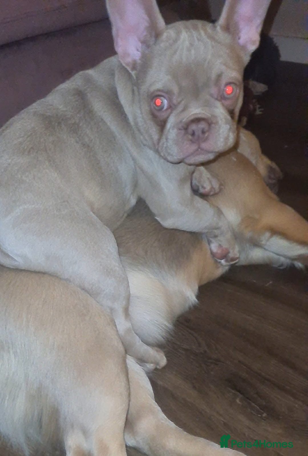 French Bulldog dogs for sale: Prada tiny Kc female new shade Isabella  - Image 12