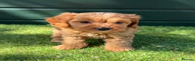 Cockapoo 4