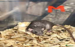 Rat rodents for sale: Friendly dumbo rats for sale  - Image 6