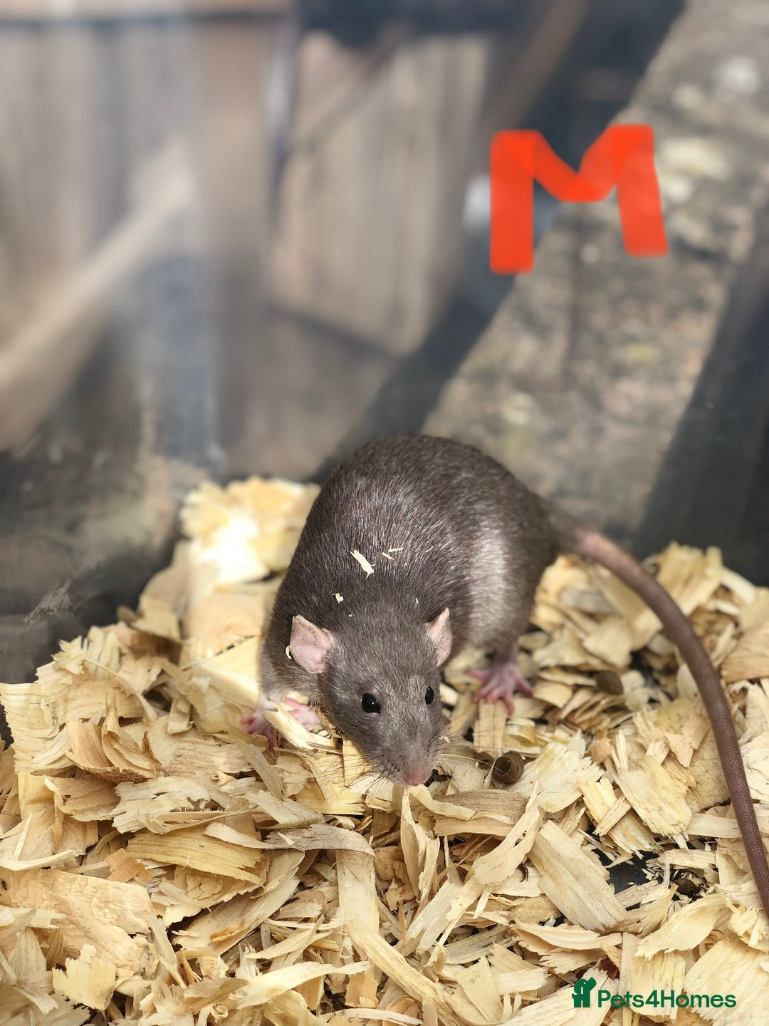Rat rodents for sale: Friendly dumbo rats for sale  - Image 6
