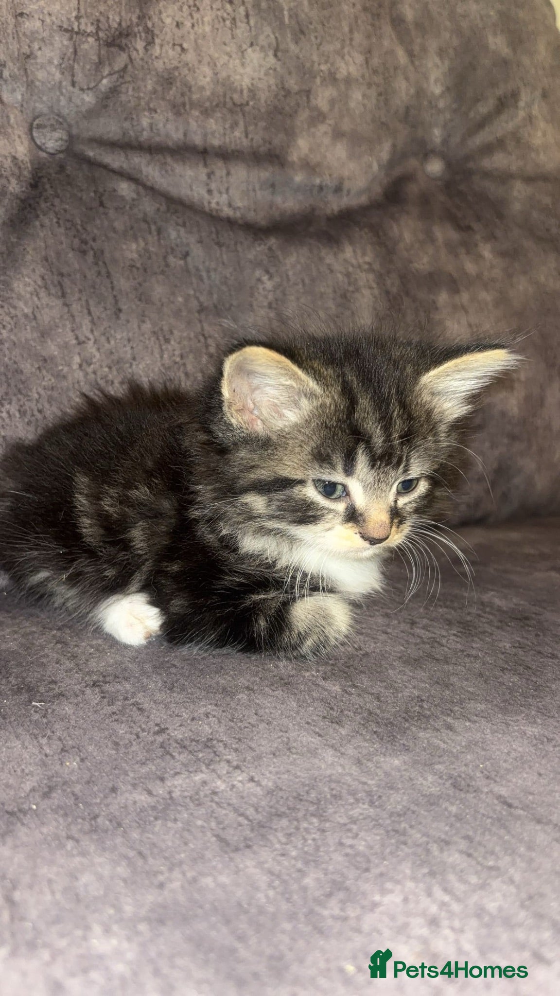 Maine Coon cats Mainecoon mixed kittens - Advert 3