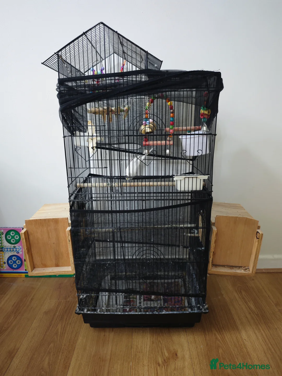 Budgerigars birds for sale: Cage for sale - Advert 1