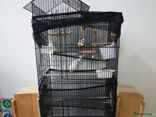 Budgerigars birds Cage for sale - Advert 1