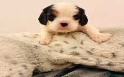 Cavalier King Charles Spaniel dogs for sale: DNA health tested, much loved cavaliers - Image 10