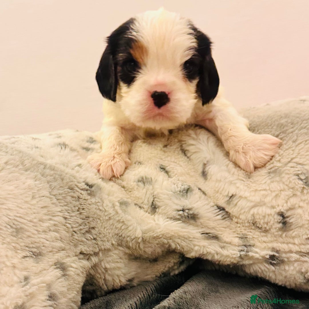 Cavalier King Charles Spaniel dogs for sale: DNA health tested, much loved cavaliers - Image 10