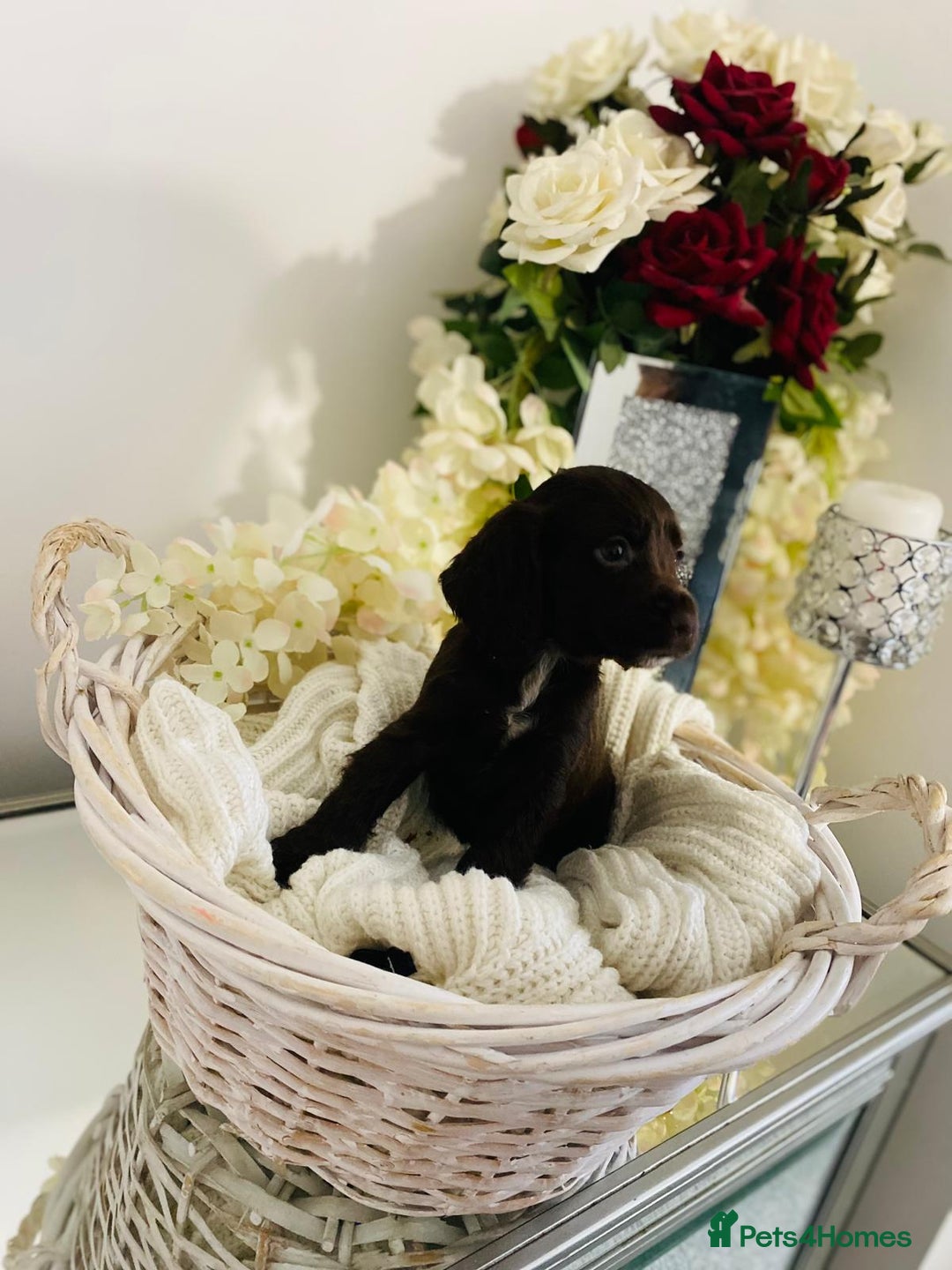 Cocker Spaniel dogs for sale: Beautiful litter of show type cocker spaniels - Image 10