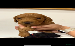 Cockapoo dogs for sale: Stunning F1 Cockpoo puppies - Image 11