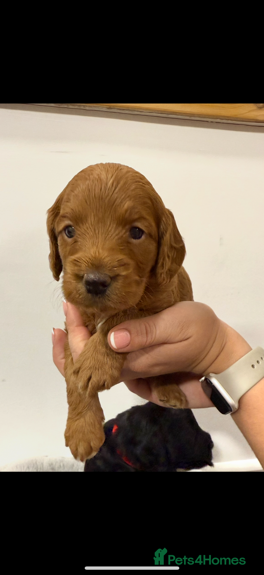 Cockapoo dogs for sale: Stunning F1 Cockpoo puppies - Image 11
