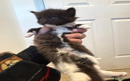 American Curl cats for sale: 4 littens - Image 3