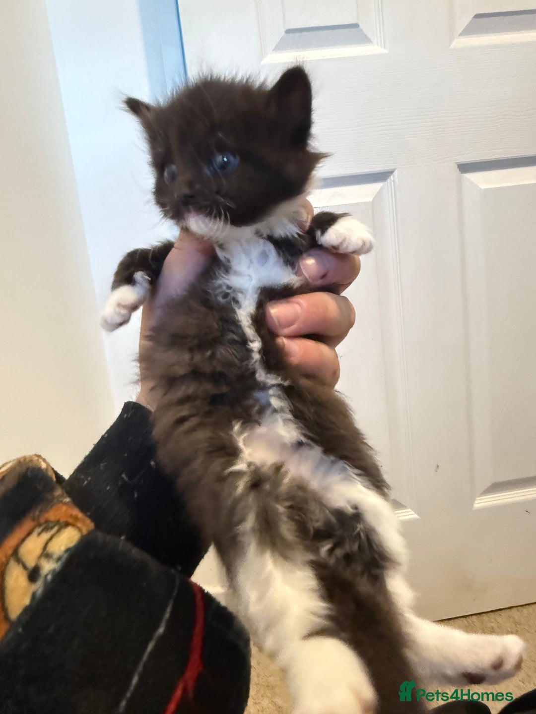 American Curl cats for sale: 4 littens - Image 3