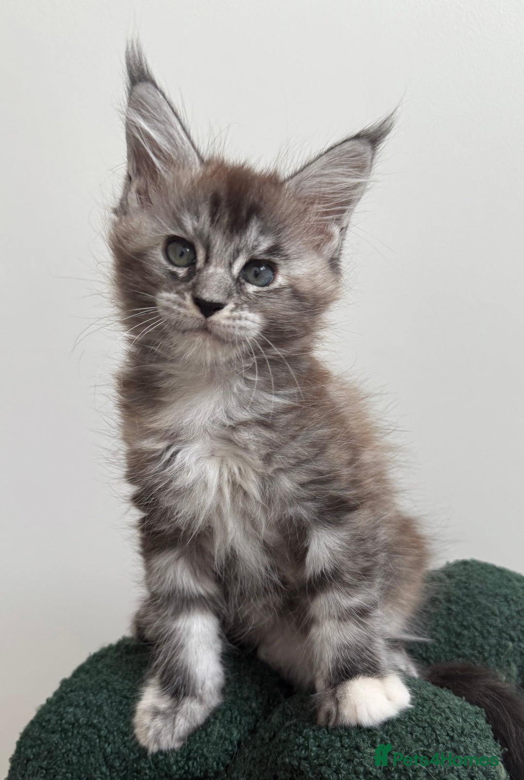 Maine Coon cats for sale: Ready for reservation 🥰 - Image 8