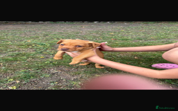 Patterdale Terrier dogs for sale: Patterdale fell terriers  - Image 34