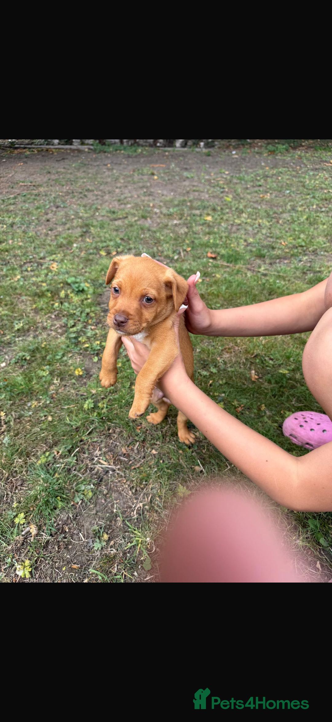 Patterdale Terrier dogs for sale: Patterdale fell terriers  - Image 34