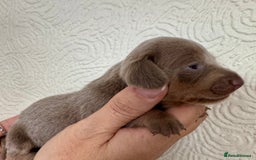 Miniature Dachshund dogs for sale: Miniature dachshunds  - Image 16