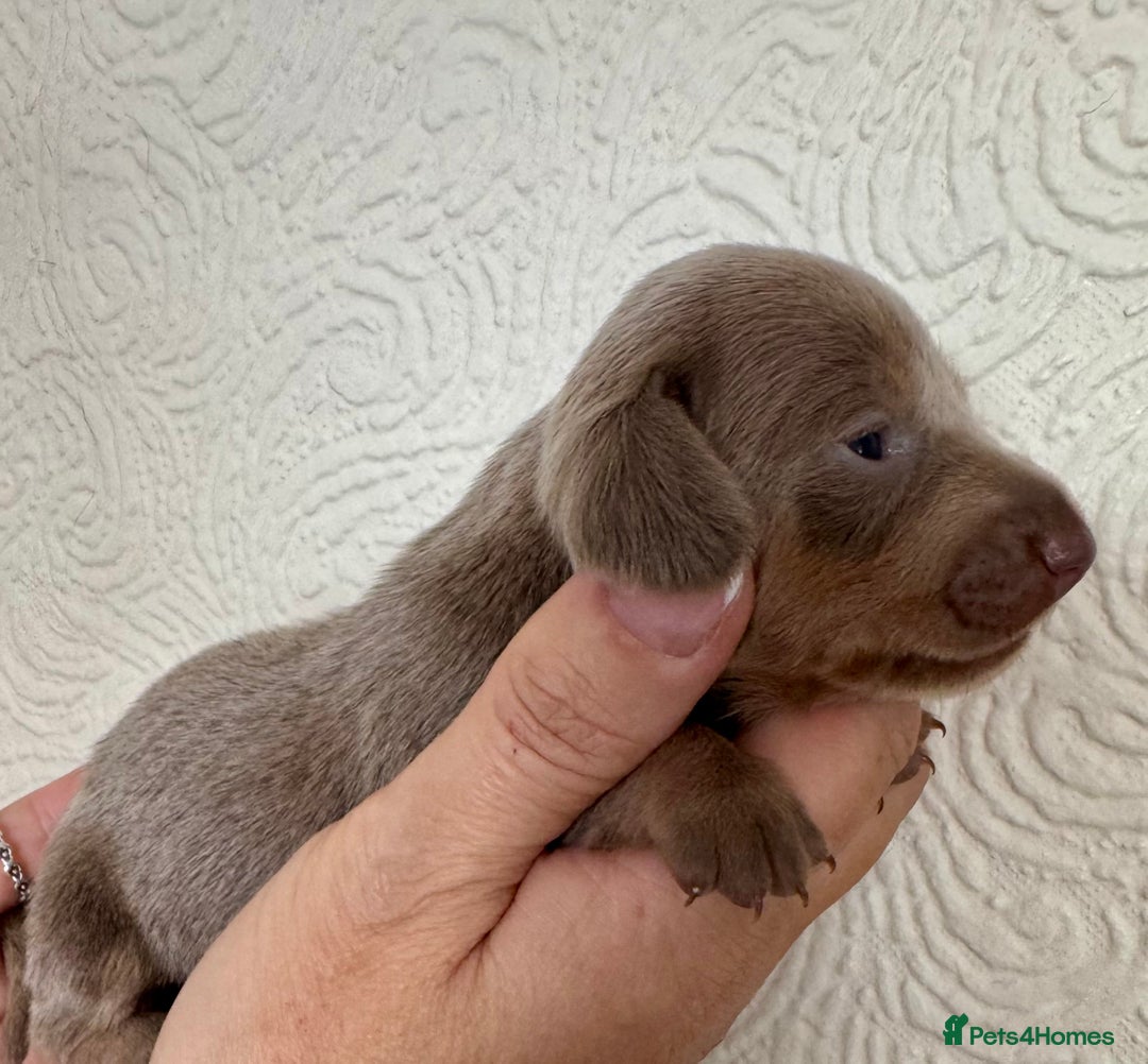 Miniature Dachshund dogs for sale: Miniature dachshunds  - Image 16