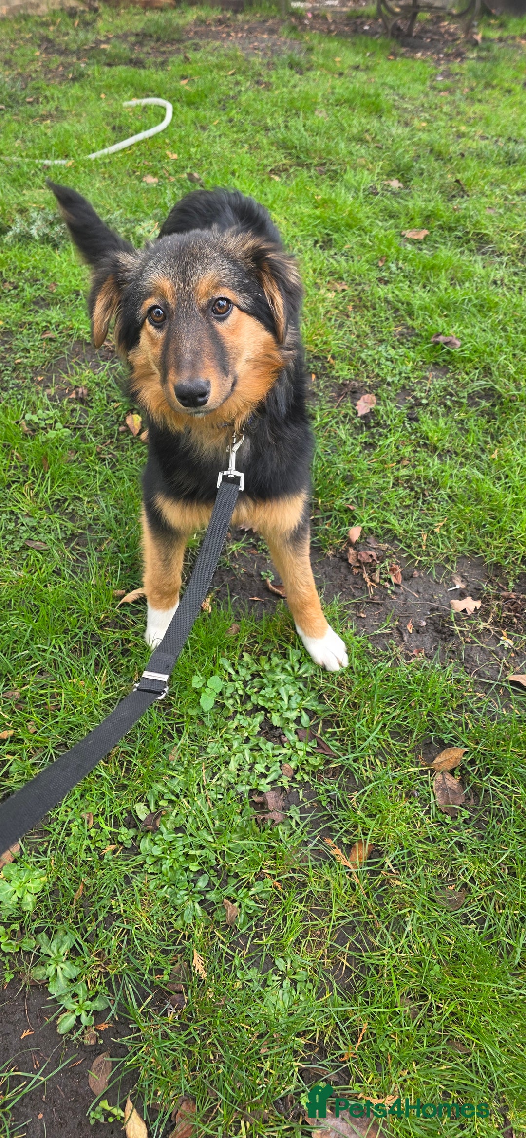 Mixed Breed dogs for sale: Huntaway x Border Collie pup  - Advert 2