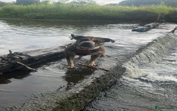 Mixed Breed dogs for sale: Female looking for home - Image 3