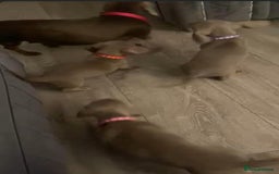 Miniature Dachshund dogs for sale: Adorable Miniature Dachshund Puppies Ready Soon! - Image 19