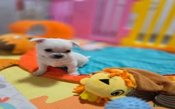 Mixed Breed dogs for sale: F1 Malchi puppys from health tested parents  - Image 1