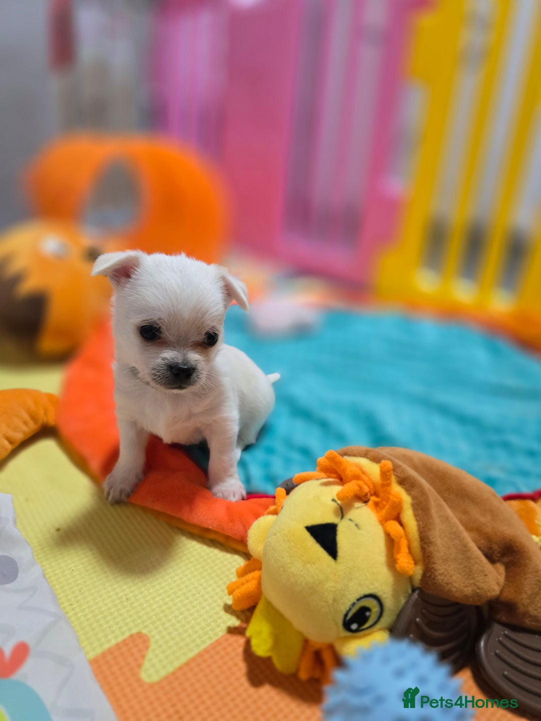 Mixed Breed dogs for sale: F1 Malchi puppys from health tested parents  - Image 1