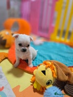 Mixed Breed dogs - Advert 15