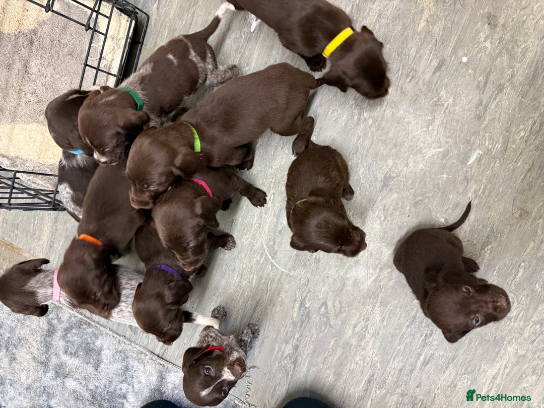 German Wirehaired Pointer dogs for sale: 11 German Wirehaired Pointer Puppys - Advert 3