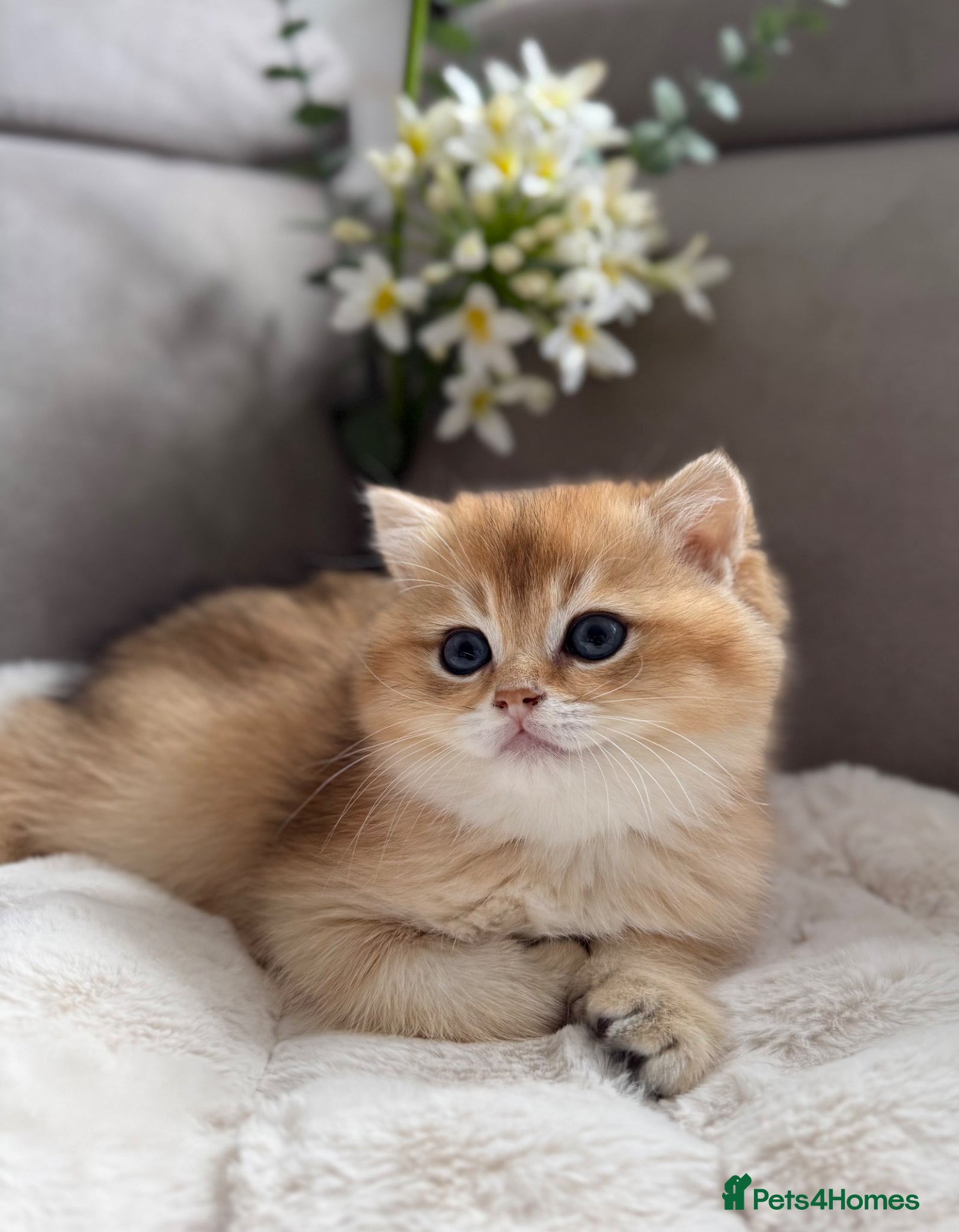 British Shorthair cats 🌟Adorable Golden Pure BSH kittens 🌟 - Advert 3
