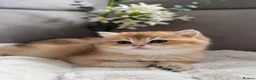 British Shorthair cats for sale: 🌟Adorable Golden Pure BSH kittens 🌟 - Advert 1