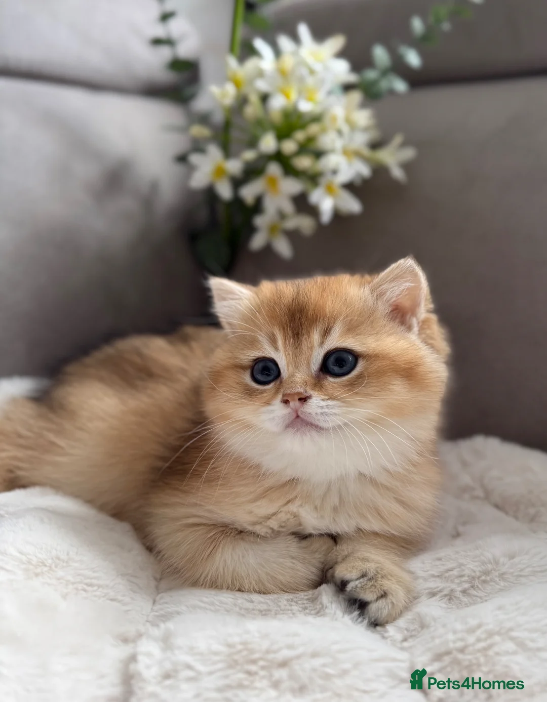 British Shorthair cats for sale: 🌟Adorable Golden Pure BSH kittens 🌟 - Advert 1