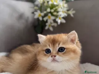 British Shorthair cats 🌟Adorable Golden Pure BSH kittens 🌟 - Advert 4