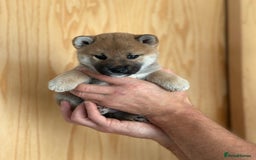 Japanese Shiba Inu dogs for sale: Gorgeous, KC-Registered Shiba Inu Puppies - Image 1