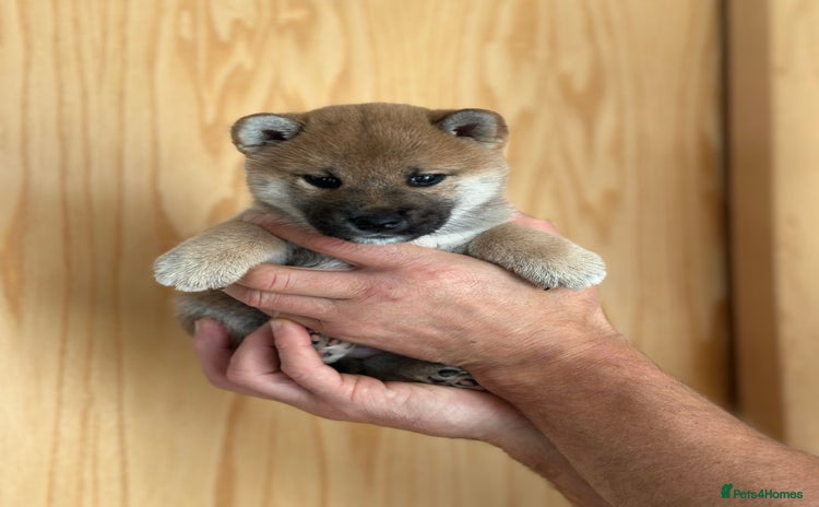 Japanese Shiba Inu dogs - Advert 1