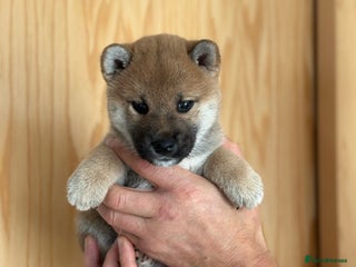 Japanese Shiba Inu dogs - Advert 2
