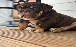 English Bulldog dogs for sale: World class bulldogs  - Image 5