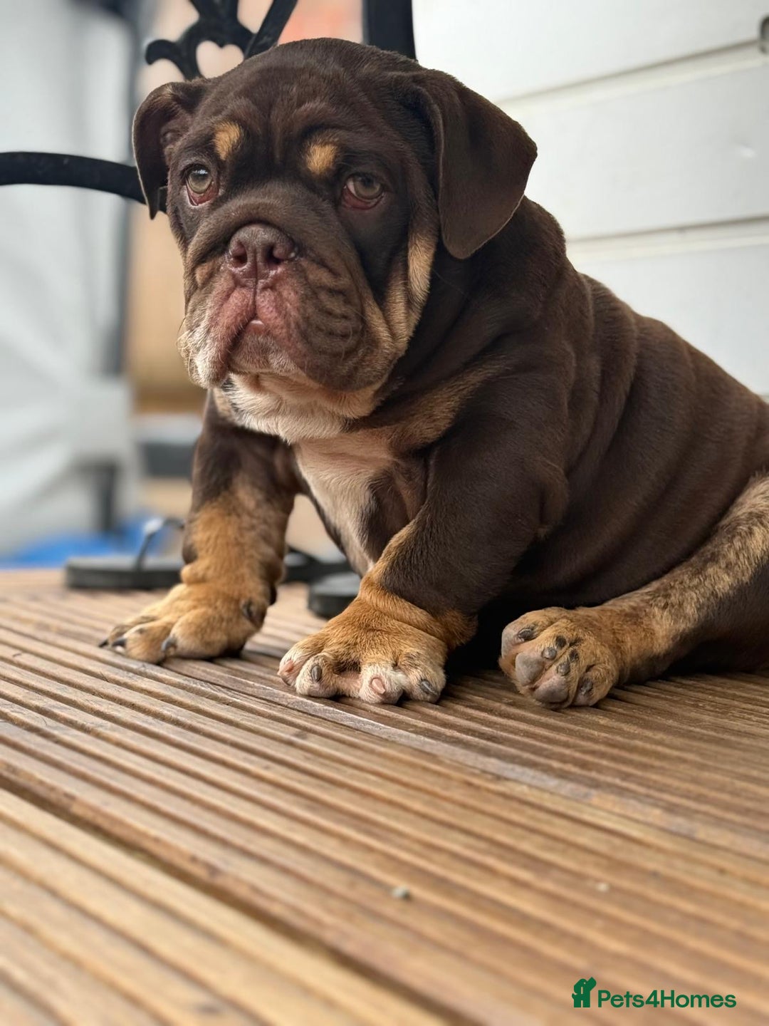 English Bulldog dogs for sale: World class bulldogs  - Image 5