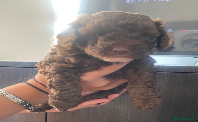 Cavapoo dogs - Advert 1